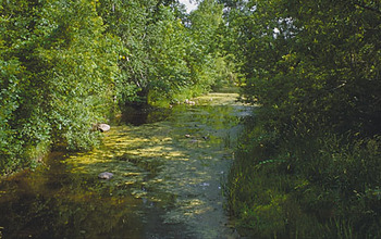 Algae blooms often occur in urban streams; excess nutrients lead to the blooms.
